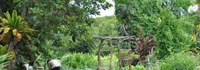 HAWAII Gingerhill Farm